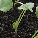 Malva sylvestris subsp. mauritiana - Mauretanische Malve