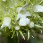 Marrubium vulgare - Gewöhnlicher Andorn
