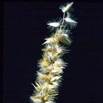 Melica ciliata - Wimper-Perlgras