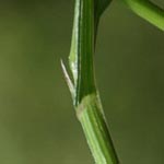 Melica uniflora - Einblütiges Perlgras