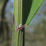 Melica uniflora - Einblütiges Perlgras