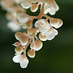 Meliosma cuneifolia - Meliosma