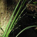 Molinia caerulea - Gewöhnliches Pfeifengras