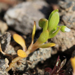 Montia arvensis - Acker-Quellkraut
