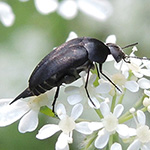 Mordella holomelaena - Stachelkäfer