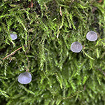 Mycena pseudocorticola - Blauer Rindenhelmling