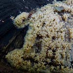 Mycoacia uda - Wachsgelber Fadenstachelpilz