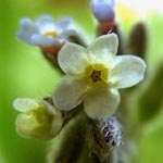 Myosotis discolor - Buntes Vergissmeinnicht