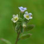 Myosotis discolor - Buntes Vergissmeinnicht