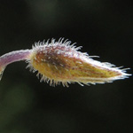 Myosotis discolor - Buntes Vergissmeinnicht