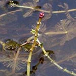 Myriophyllum spicatum - Ähriges Tausendblatt