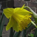 Narcissus Golden Harvest