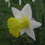 Narcissus Holland Sensation