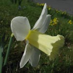 Narcissus Mount Hood