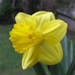 Narcissus Primeur
