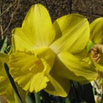 Narcissus Spellbinder