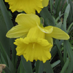 Narcissus Standard Value