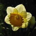 Narcissus Sunshine