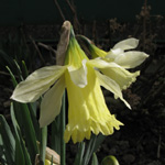 Narcissus W. P. Millner