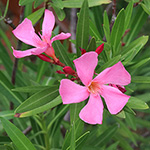 Nerium oleander - Oleander