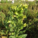 Nicotiana rustica - Bauern-Tabak