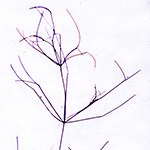 Nitellopsis obtusa - Stern-Armleuchteralge