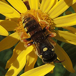 Nomada fucata - Gewöhnliche Wespenbiene