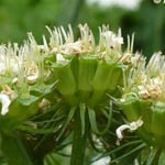 Oenanthe silaifolia - Silau-Pferdesaat