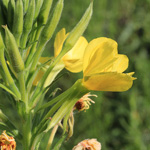 Oenothera biennis - Gewöhnliche Nachtkerze