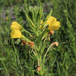 Oenothera biennis - Gewöhnliche Nachtkerze