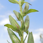 Oenothera &times;fallax (= O. biennis s. str. &times; O. glazoviana) - Täuschende Nachtkerze