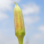 Oenothera &times;fallax (= O. biennis s. str. &times; O. glazoviana) - Täuschende Nachtkerze