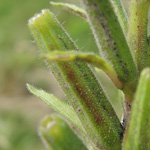 Oenothera glazioviana - Rotkelchige Nachtkerze