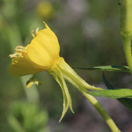 Oenothera issleri - Isslers Nachtkerze