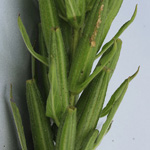 Oenothera pycnocarpa - Dickfrüchtige Nachtkerze