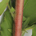 Oenothera pycnocarpa - Dickfrüchtige Nachtkerze