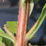 Oenothera subterminalis - Schlesische Nachtkerze