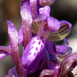 Orchis morio - Kleines Knabenkraut