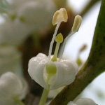 Osmanthus heterophyllus - Duftblüte
