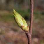 Ostrya carpinifolia - Hopfenbuche