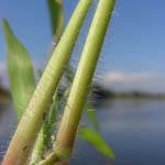 Panicum barbipulvinatum - Flussufer-Rispenhirse