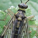 Panorpa communis - Gemeine Skorpionsfliege