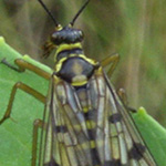 Panorpa vulgaris - Gemeine Skorpionsfliege