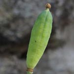 Papaver cambricum - Wald-Mohn