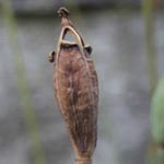 Papaver cambricum - Wald-Mohn