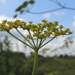 Pastinaca sativa subsp. urens - Pastinak