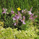 Pedicularis sylvatica - Wald-Läusekraut