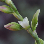 Persicaria hydropiper - Wasserpfeffer