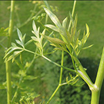Petroselinum crispum - Petersilie
