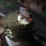 Phallus impudicus - Stinkmorchel